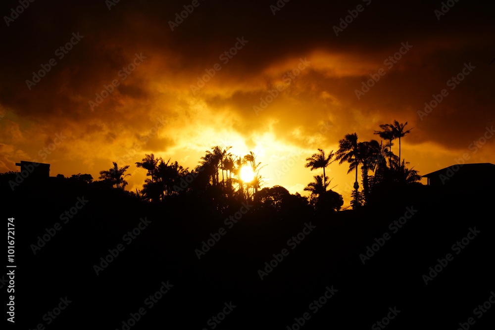 Sunset past tropical silhouette of trees