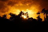 Sunset past tropical silhouette of trees