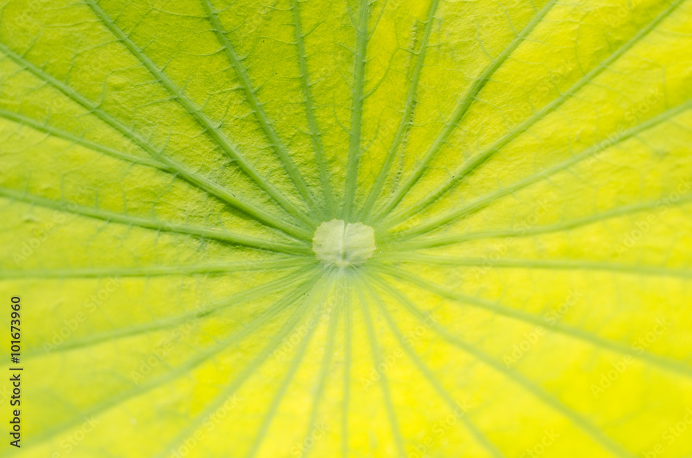 Textured leaf of lotus Textured leaf of lotus