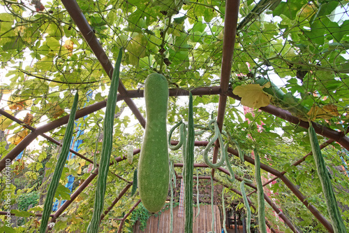 snake gourd or padwal and winter melon on tree photo