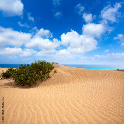 Fototapeta Naklejka Na Ścianę i Meble -  Corralejo dunes Fuerteventura island desert