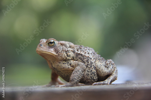 Sitting Toad