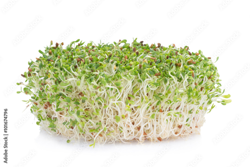 Sprouted alfalfa seeds on a white background Sprouted alfalfa seeds on a white background