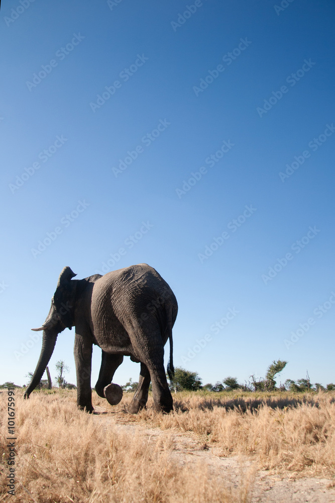 Fototapeta premium Elephants in the bush