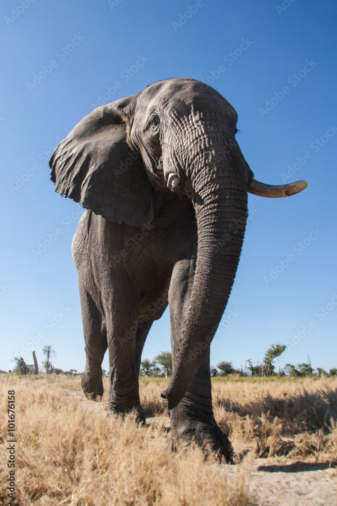 Fototapeta premium Elephants in the bush