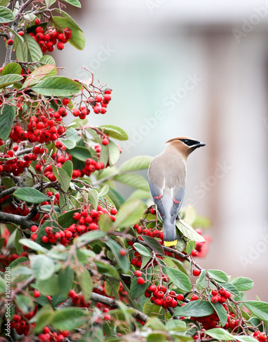 Cedar waxwing - Bombycilla cedrorum photo