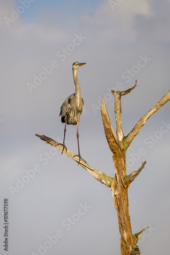 Great Blue Heron Perched in a Dead Tree - Florida