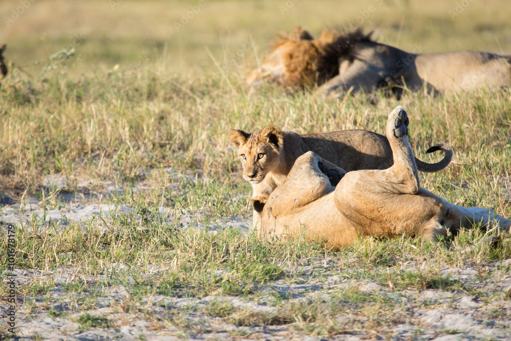 Fototapeta premium lion cubs