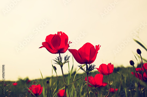 Fototapeta Naklejka Na Ścianę i Meble -  low angle photo of red poppies against sky with light burst. vintage filtered and toned