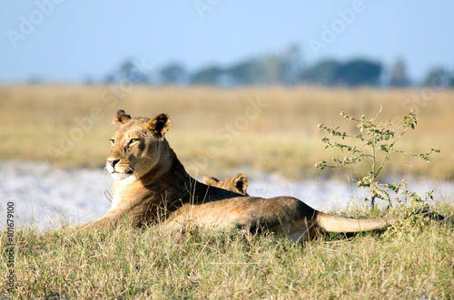 Lioness and cub