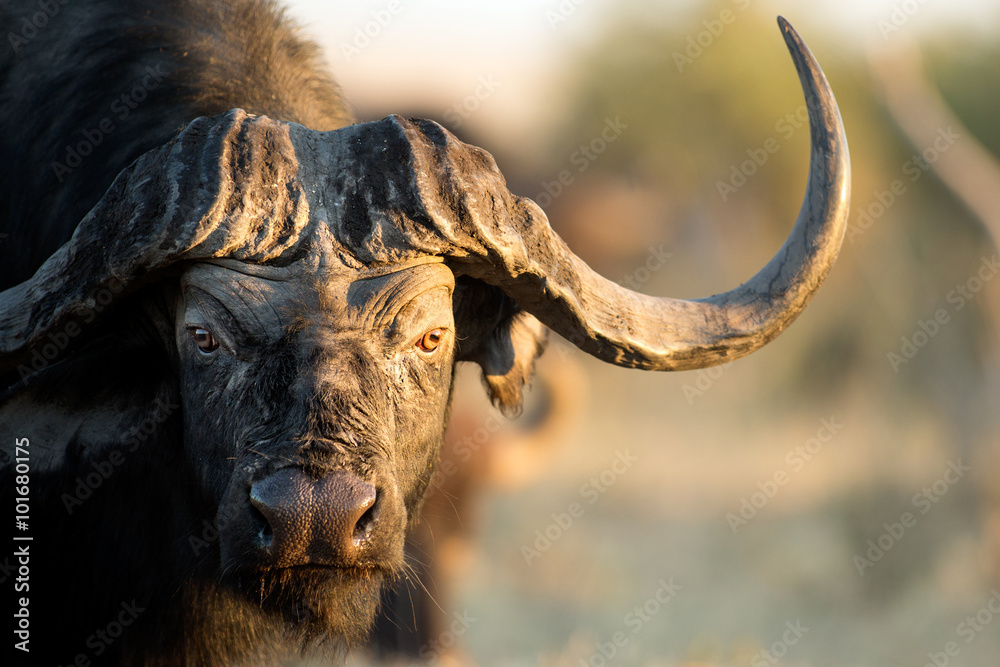 Εκτύπωση καμβά Buffalo in Bushveld