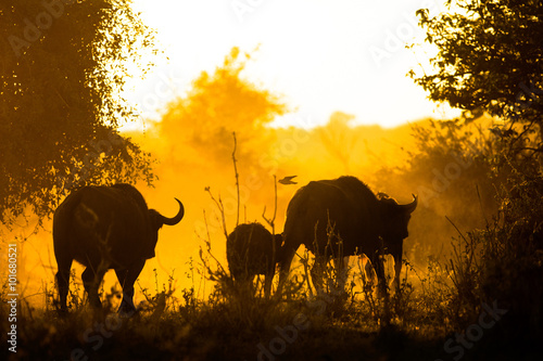 Buffalo in Bushveld © 2630ben