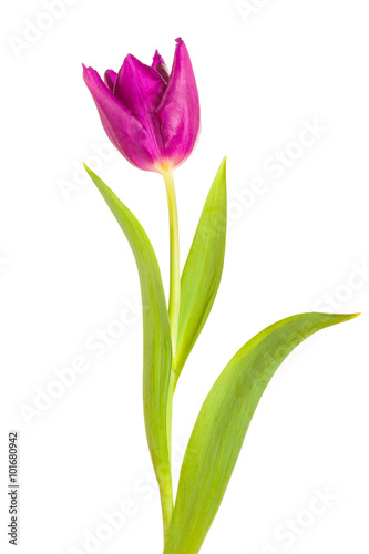 pink tulip flower full-length on a stem