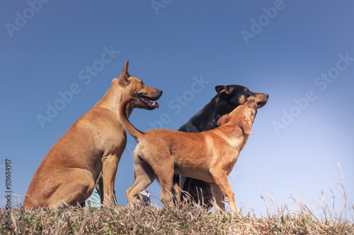 portrait of group of family dog playing in the meadow and blue s