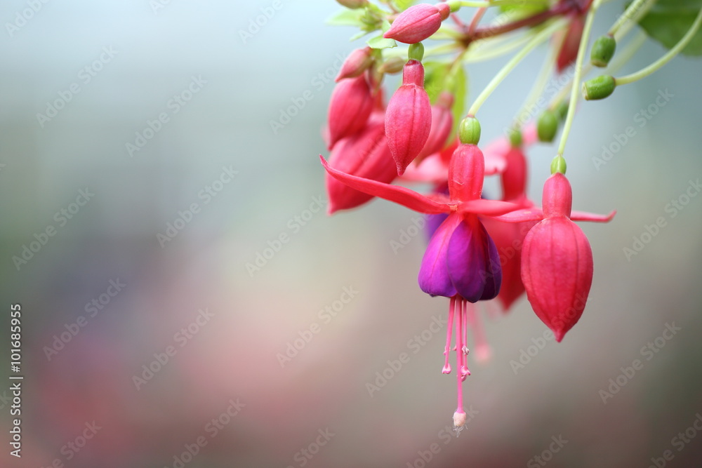 Foto fuchsia flowers in close up