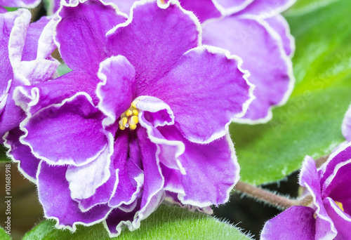 Closeup beautiful purple flower background