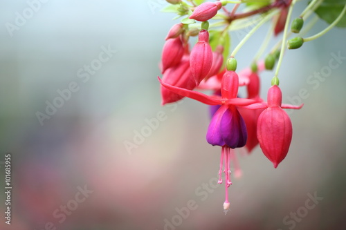 Cuadro en lienzo fuchsia flowers in close up