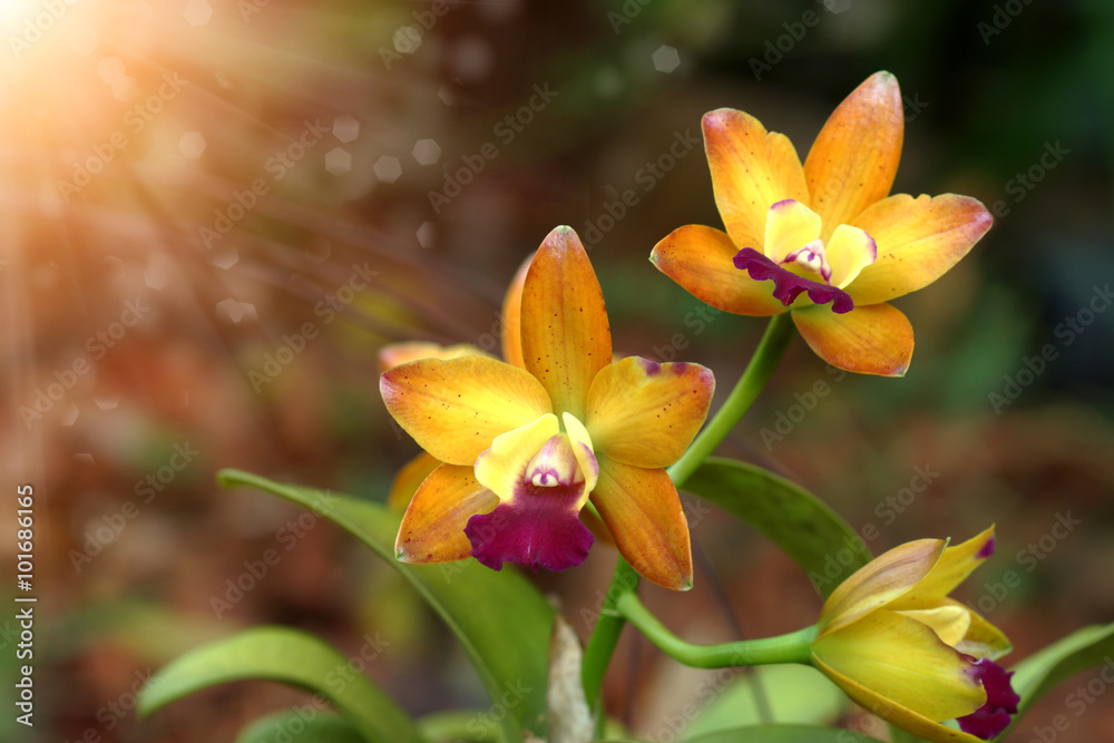 Fototapeta premium Mini orange orchid flowers.
