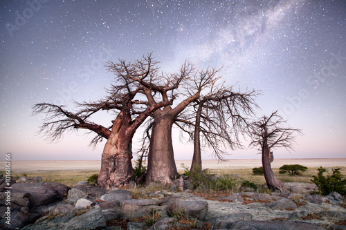 Fototapete Baobab on Kubu island