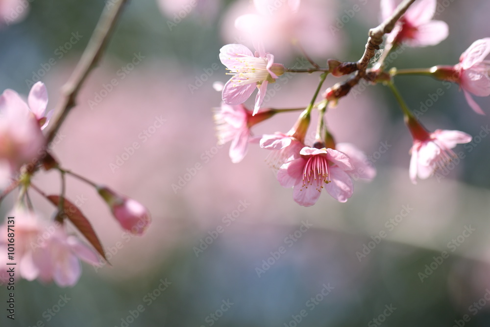 spring sakura pink flower in close up spring sakura pink flower in close up