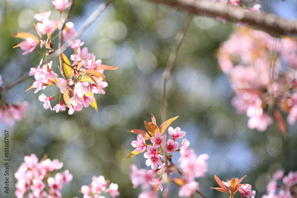 spring sakura pink flower in close up spring sakura pink flower in close up