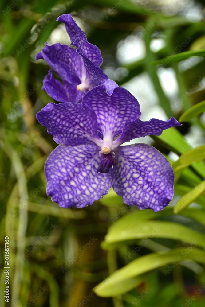 orchids blue ,orchid - queen of flowers orchids blue ,orchid - queen of flowers