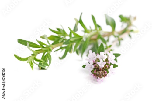 Twigs of herb thyme isolated on white background