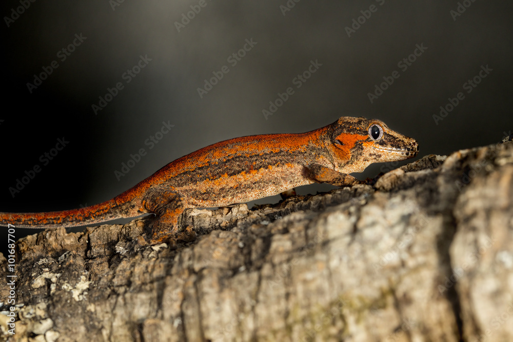 Fototapeta premium Red striped Gargoyle gecko on a branch