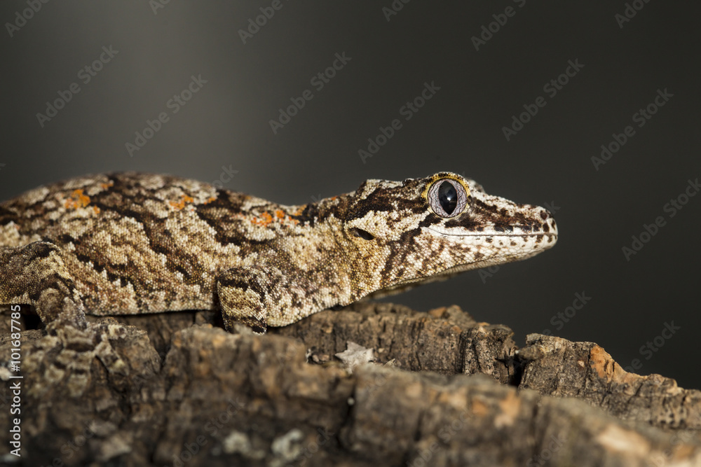 Reticulated Gargoyle gecko on a branch Reticulated Gargoyle gecko on a branch