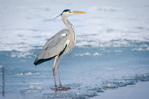 Grey Heron standing in the snow, a cold winter day © zorandim75