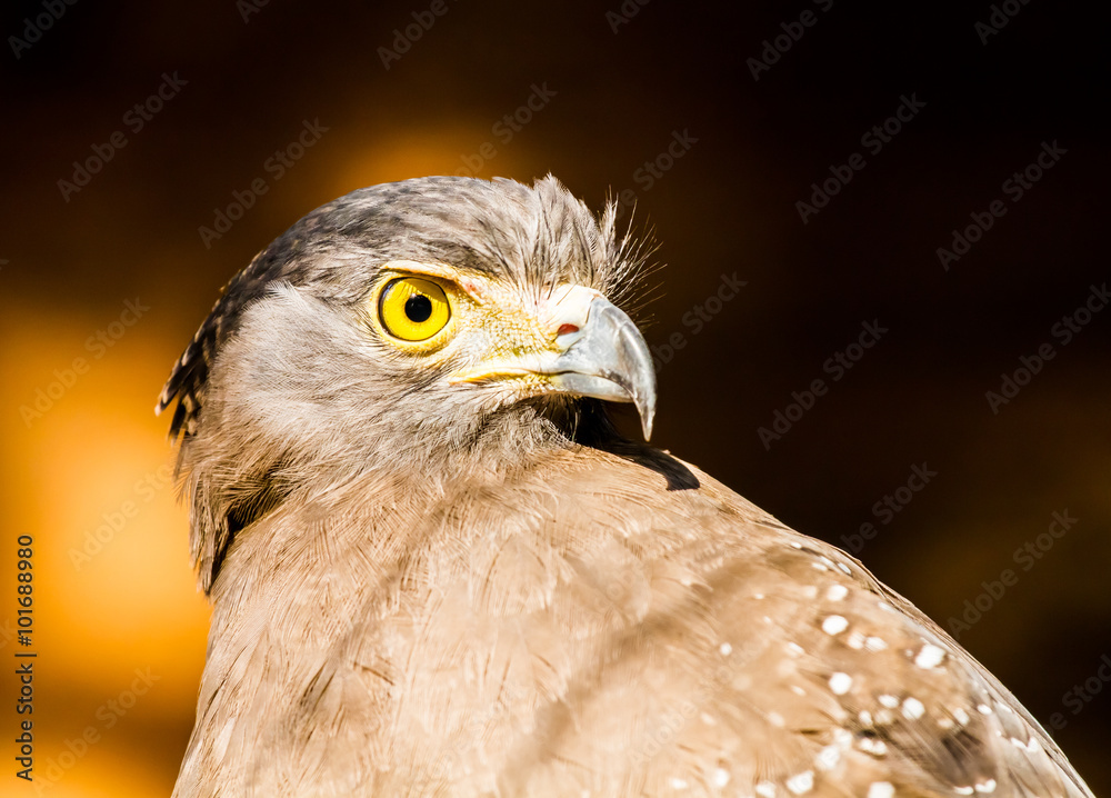 Obraz premium crested serpent eagle in chiangmai Thailand