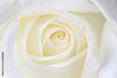 Beautiful white  rose close up