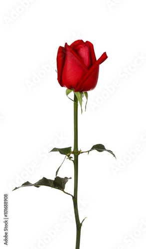 single red rose  isolated on white background