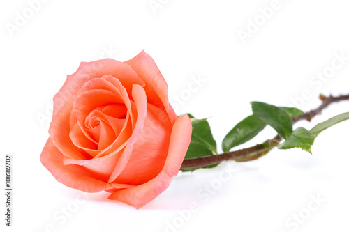 Orange rose isolated on the white background.