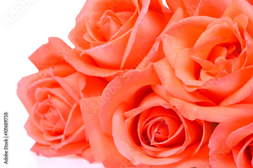 Beautiful orange roses close up