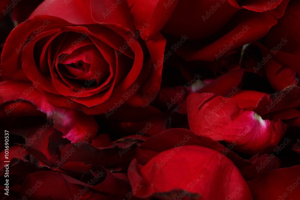 Beautiful rose close up Beautiful rose close up