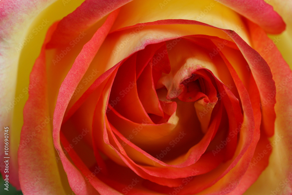 Beautiful orange rose close up Beautiful orange rose close up