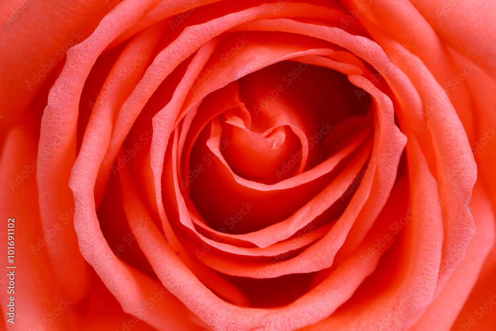 Beautiful orange rose close up Beautiful orange rose close up