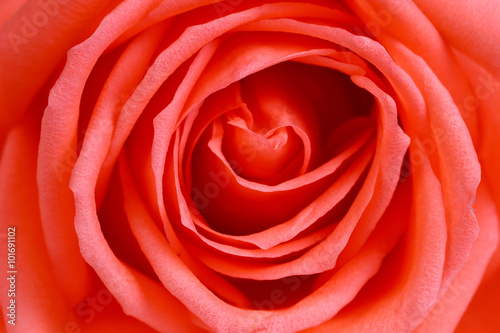 Beautiful orange rose close up