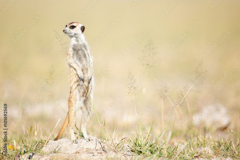 Fototapeta premium Meerkat