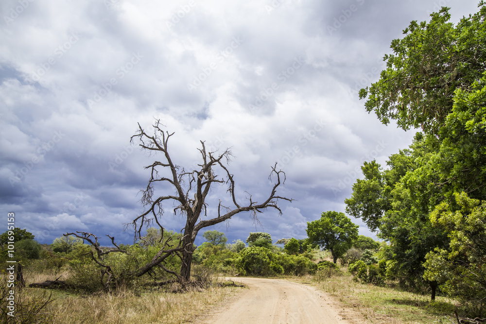 in Kruger National park