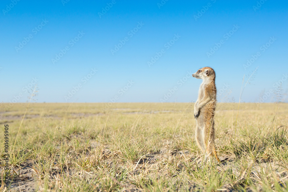 Meerkat Meerkat