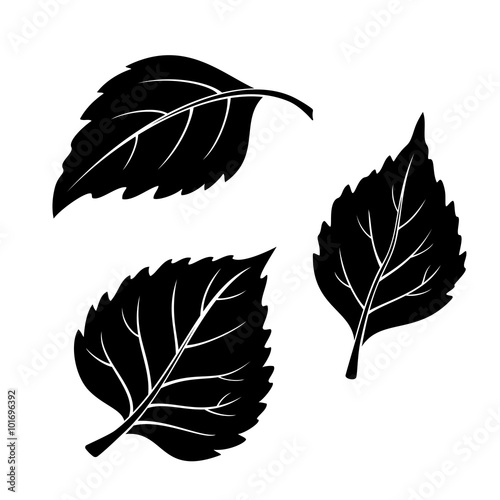 Set of Plant Pictograms, Birch Tree Leaves, Black on White. Vector