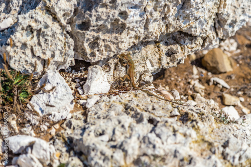 lizard among the rocks