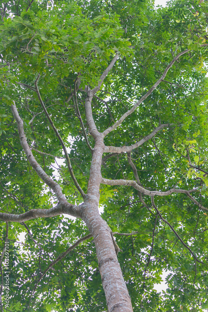 Fototapeta premium A View Of Tree With Green Leaves From Below