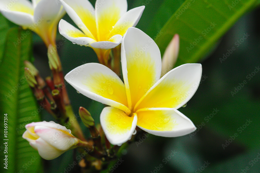 Fototapeta premium Jasmine