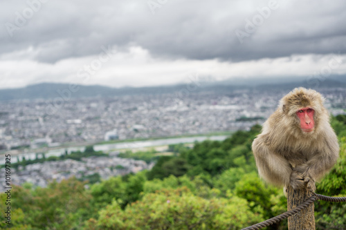 Monkey on top of trunk in Arashiyama mountain, kyoto © F.C.G.