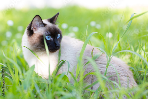 Fototapeta Siamese cat in the grass with blue eyes