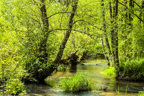 River among trees, forest by the river at spring landscape © alicja neumiler