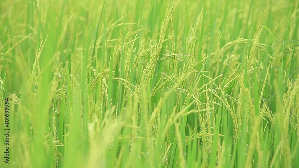 Rice field (ear of rice)_01 Rice field (ear of rice)_01